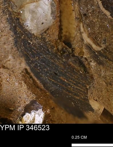 Limopsis striatopunctatus