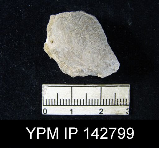 Productus (Striatifera) compressus