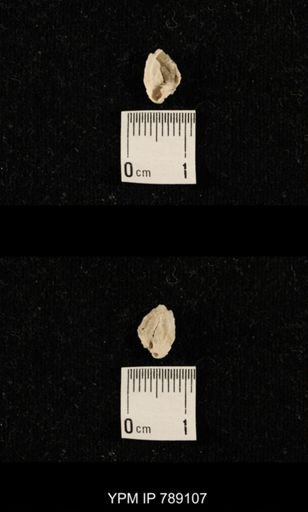 undet. Brachiopoda