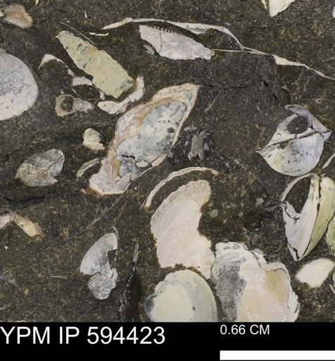Protocardia sp.