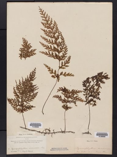 Hymenophyllum