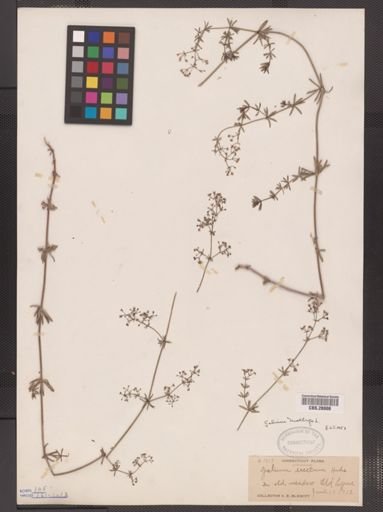 Galium mollugo