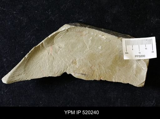 undet. Ichnofossil