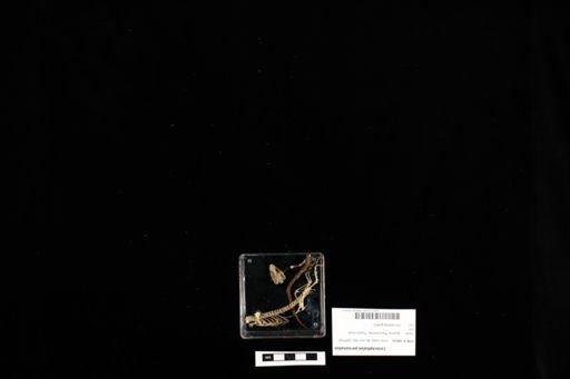 Leiocephalus personatus