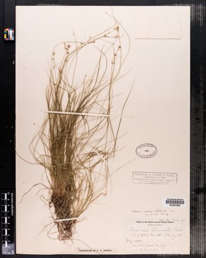 Carex radiata