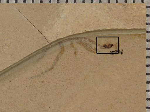undet. Diptera