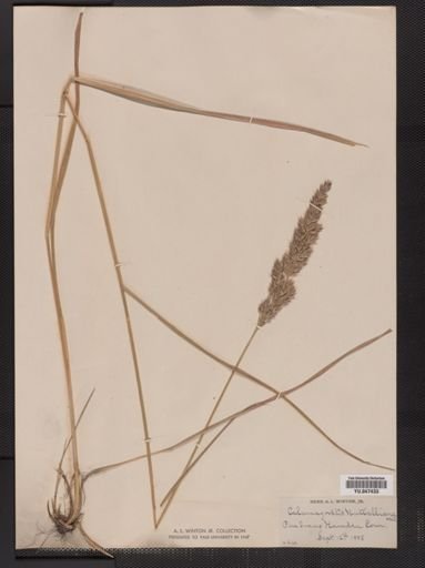Calamagrostis cinnoides