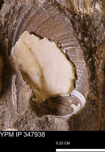 Limopsis striatopunctatus