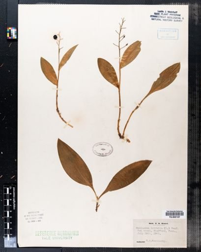 Maianthemum