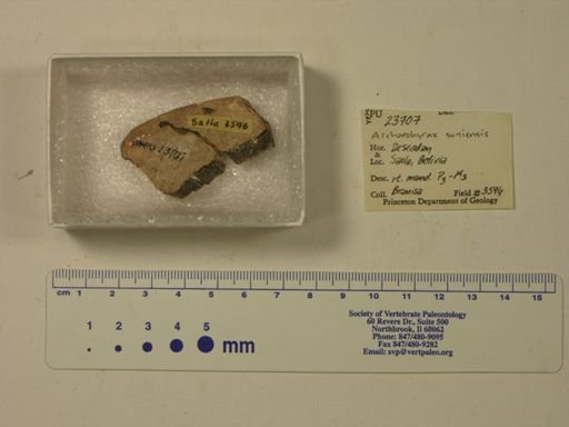 Archaeohyrax suniensis