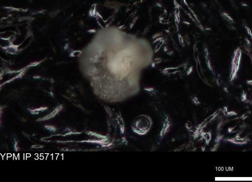 undet. Foraminiferida
