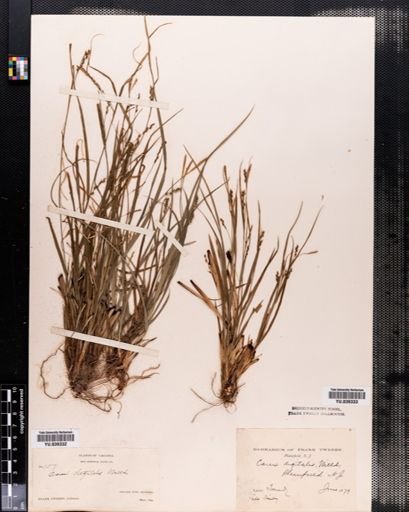 Carex digitalis