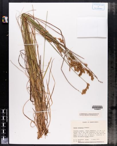 Carex scoparia