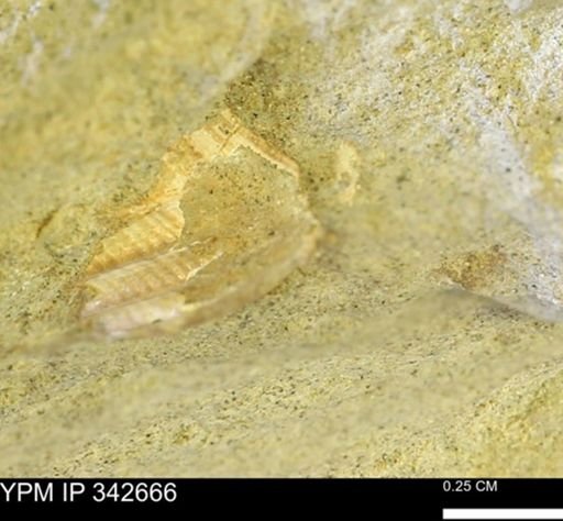 undet. Mollusca