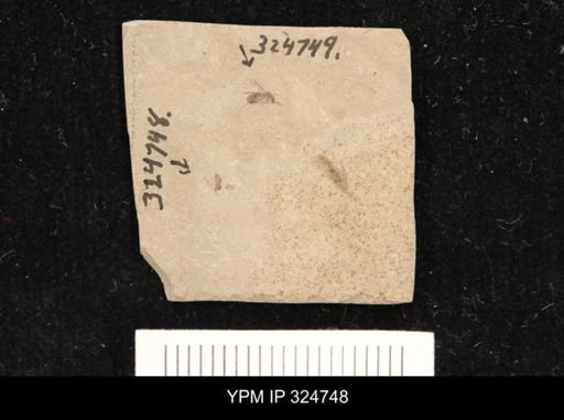 undet. Diptera
