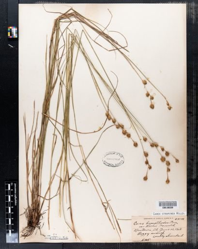 Carex straminea
