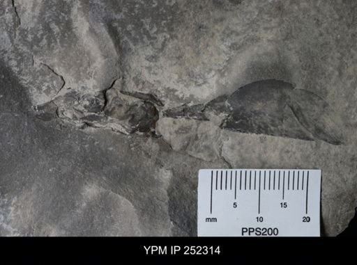 undet. Eurypterida