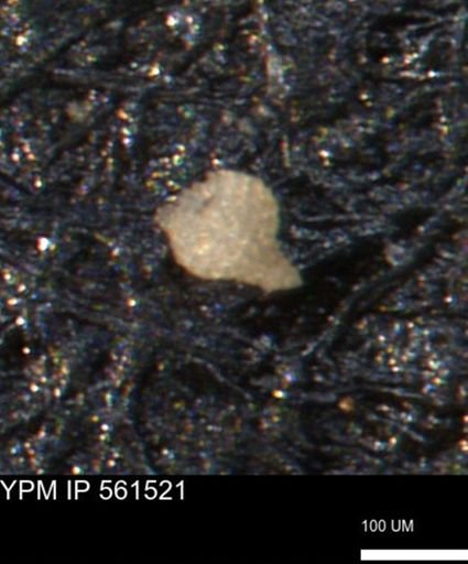 Miliammina ischnia