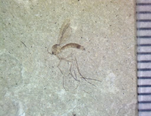 Culicidae