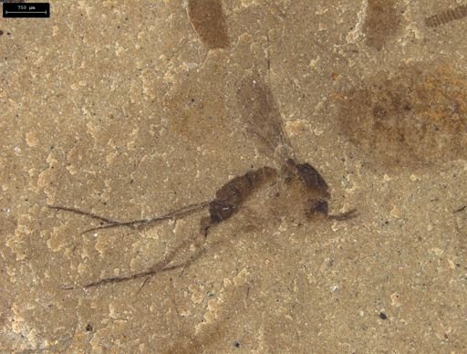 Diptera