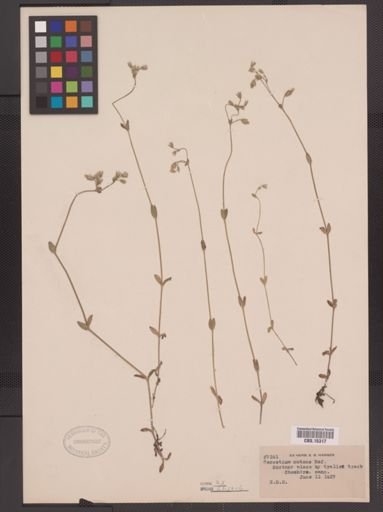 Cerastium nutans