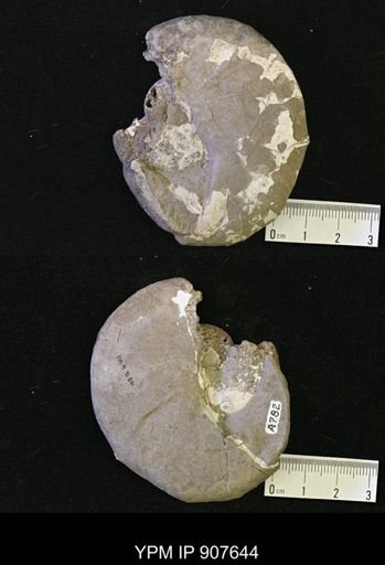 Hoploscaphites sp.