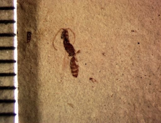 Formicidae?