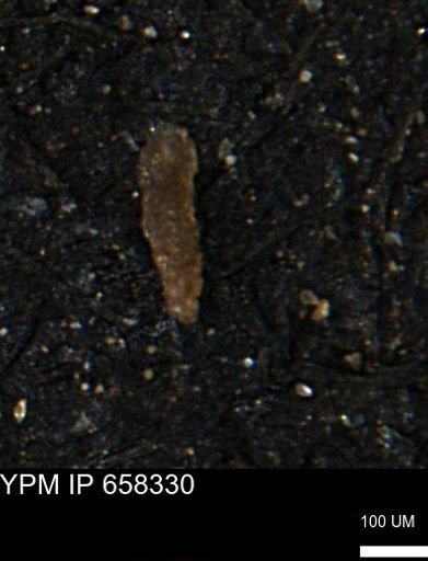 Verneuilinoides kansasensis