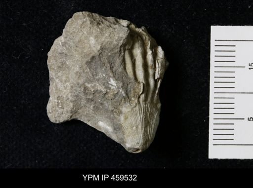 Meekella striatocostata