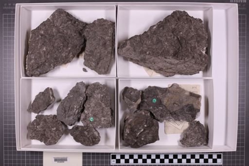 mixed taxa, stratigraphic collection