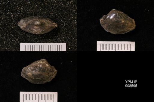 Nuculana sp.