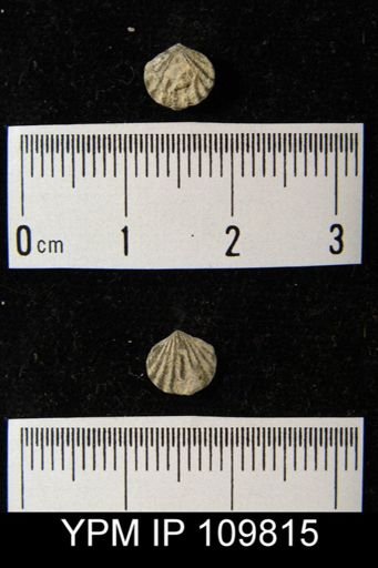 Leptocoelia hemispherica