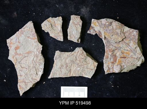 undet. Graptolithina