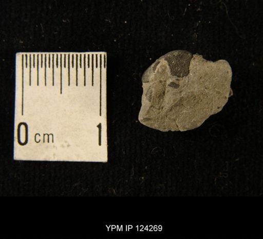 Phacops rana