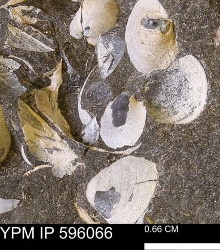 Protocardia?