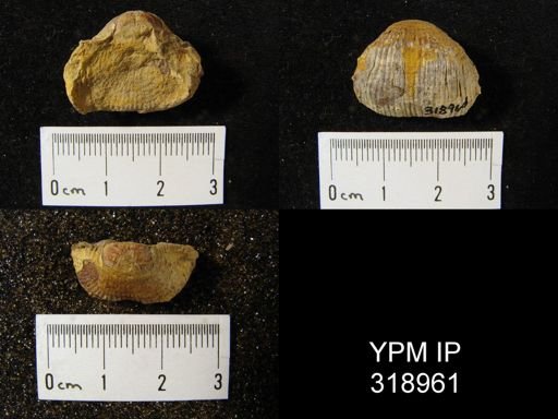 Marginifera lasallensis