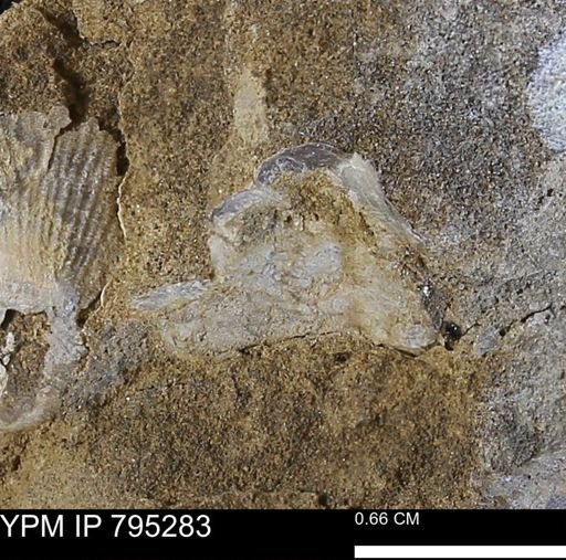 undet. Bakevelliidae