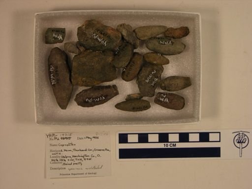 Vertebrata