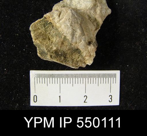 Enteletes hemiplicata