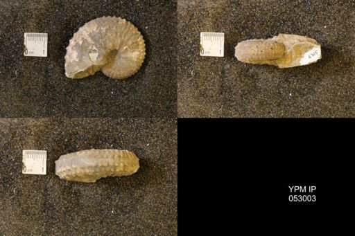 Discoscaphites gulosus