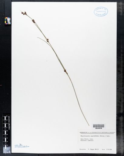 Rhynchospora capitellata