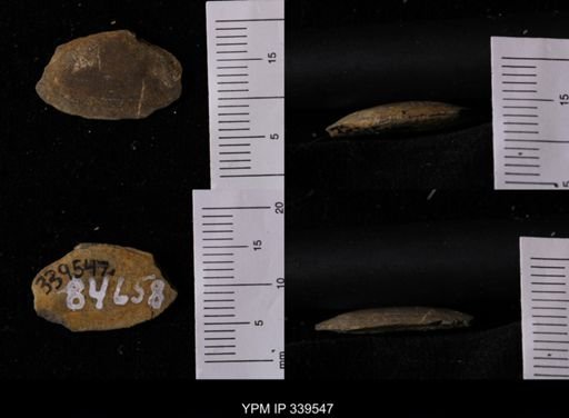 Tellina scitula