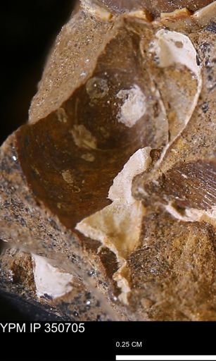 undet. Bivalvia