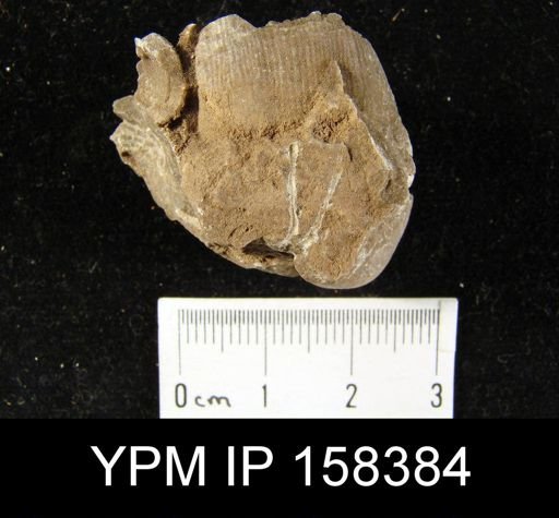 Productus tenuicostiformus