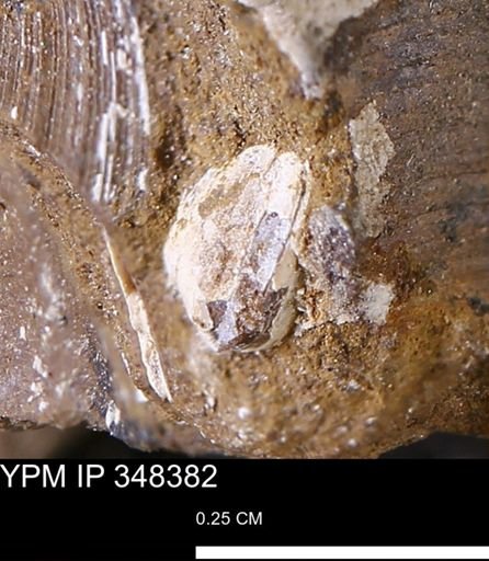 undet. Bivalvia