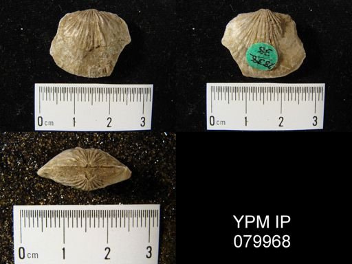 Orthostrophia strophemenoides