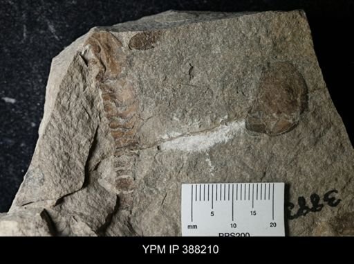 Erieopterus sp.