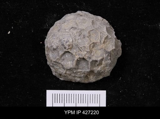 Pleurodictyum sp.