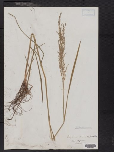 Glyceria striata