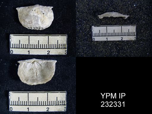 Chonetes granulifer